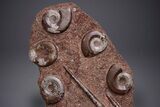 Free-Standing Fossil Orthoceras & Goniatite Sculpture #359928-1
